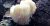 100 Lion’s Mane Mushroom Spawn Plugs/Dowels to Inoculate Logs or Stumps to Grow Gourmet and Medicinal Mushrooms – Grown Your Own Mushrooms for Years to Come – Makes a Perfect Gift or a Project : Patio, Lawn & Garden